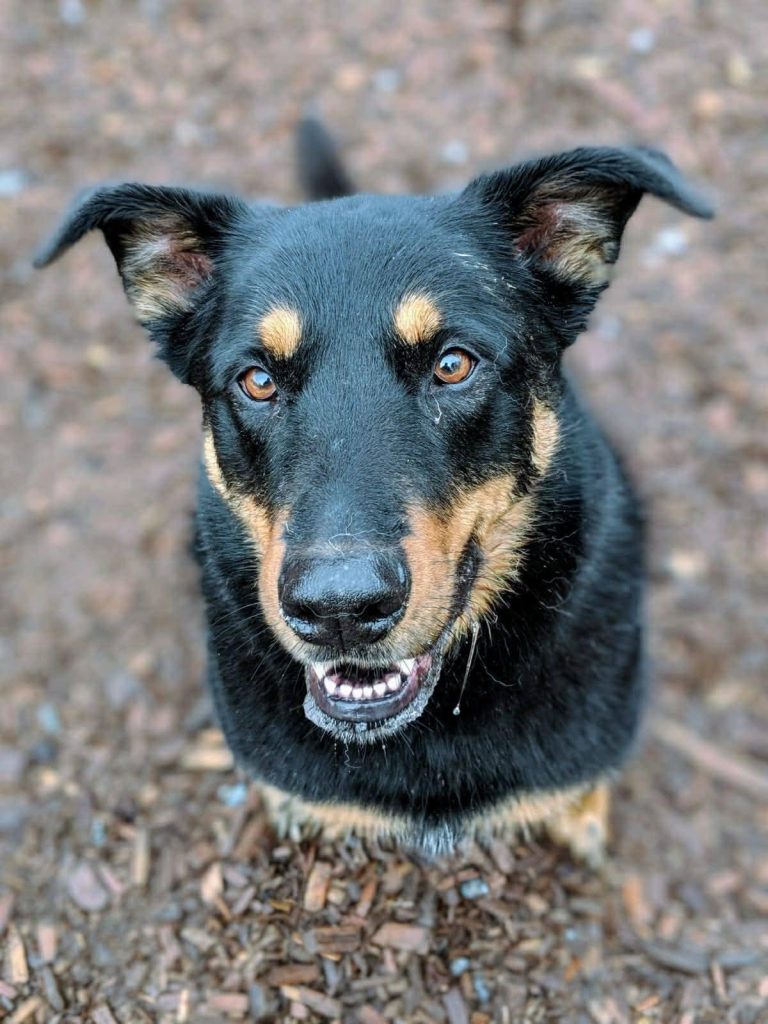 PHOTO-2026-02-08-12-16-40 Cute dog looking up at the camera.