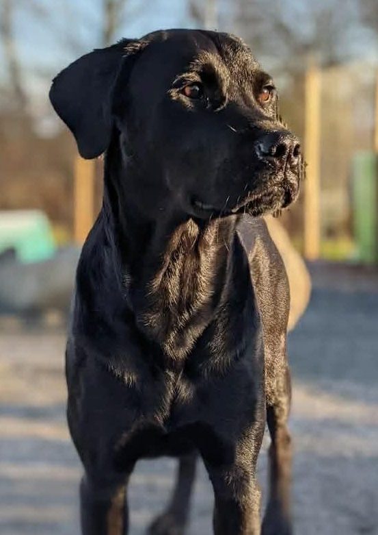 black lab Black lab dog, outside in the sun,