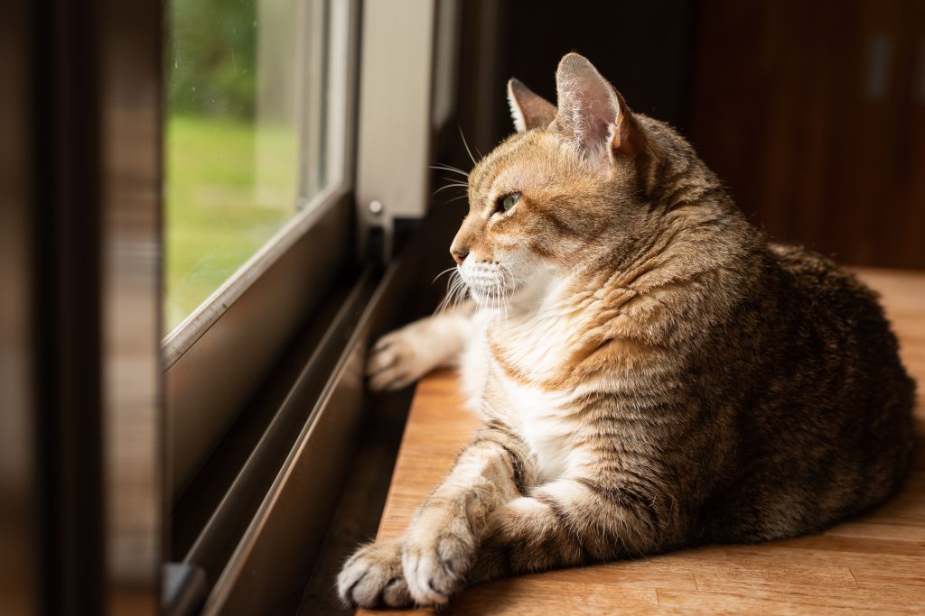tabby cat sit on the wooden table near the window