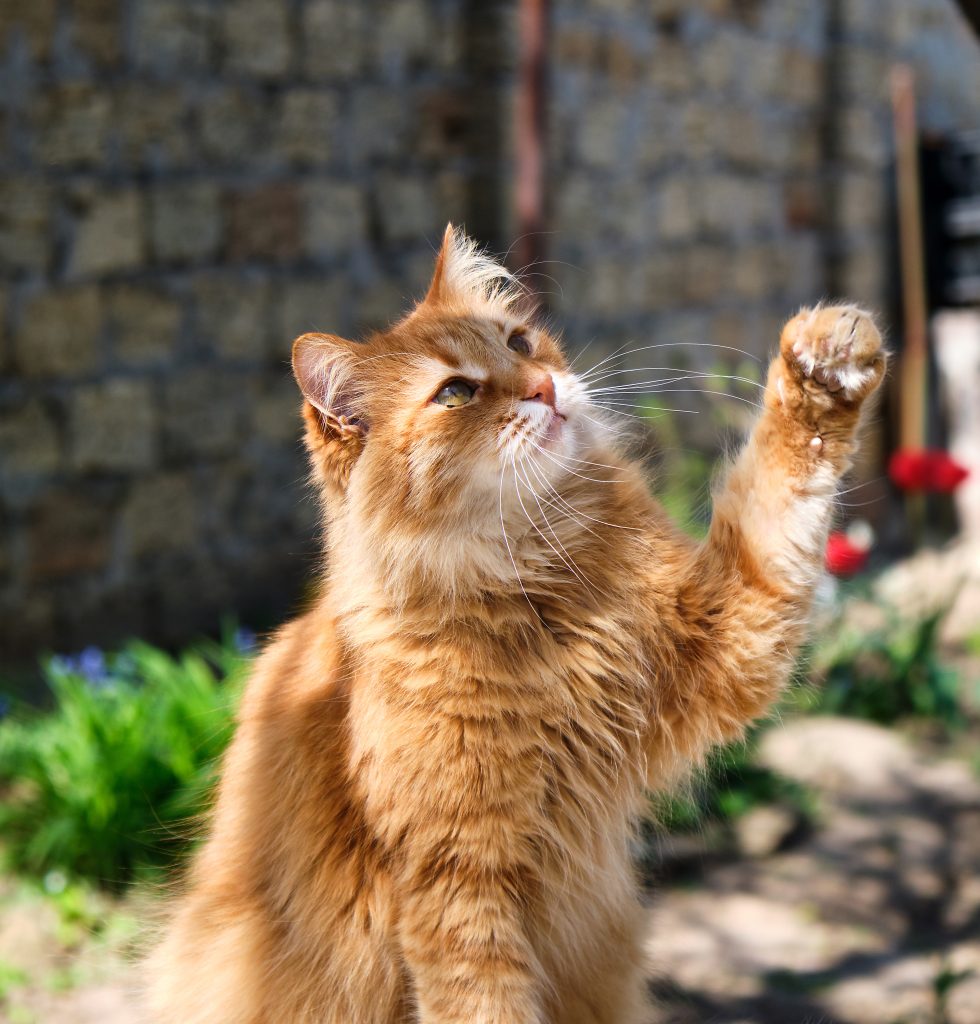 adult red fluffy cat raised its paw up Orange cat playing outdoors.