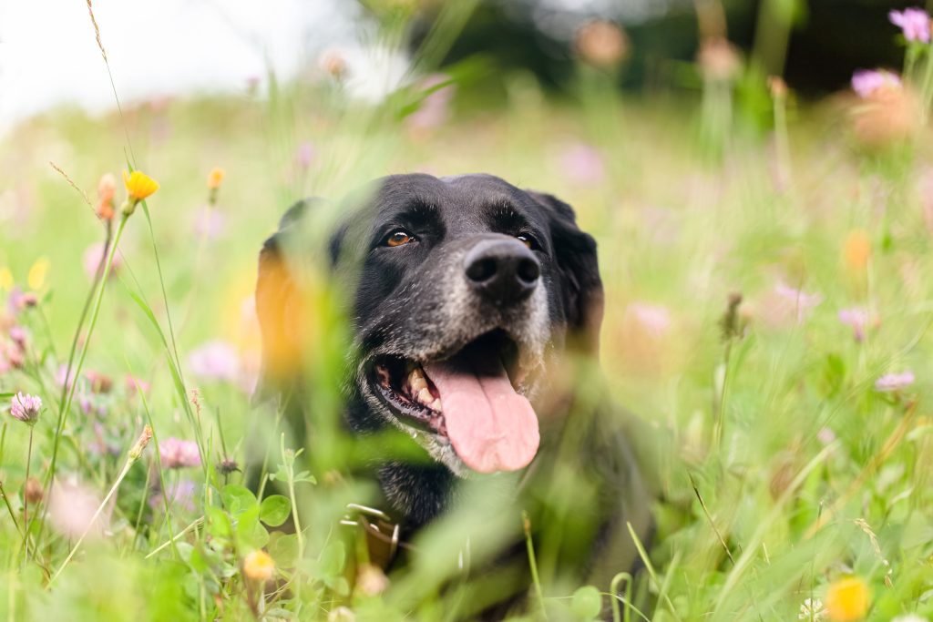 portrait of an elderly black labrador dog lying down in a wildflower meadow and looking straightly into the camera happy lab in a field of wild flowers.