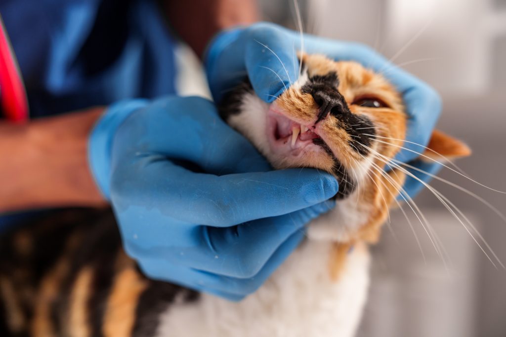 Close up veterinarian in blue scrubs holding a cat, preparing for examination, with stethoscope draped around their neck. Close up veterinarian in blue scrubs holding a cat, preparing for examination, with stethoscope draped around their neck.
