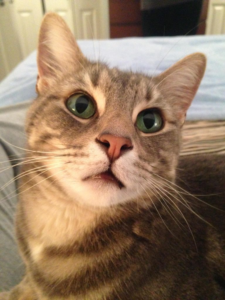 Head shot of a cute tabby cat indoors.
