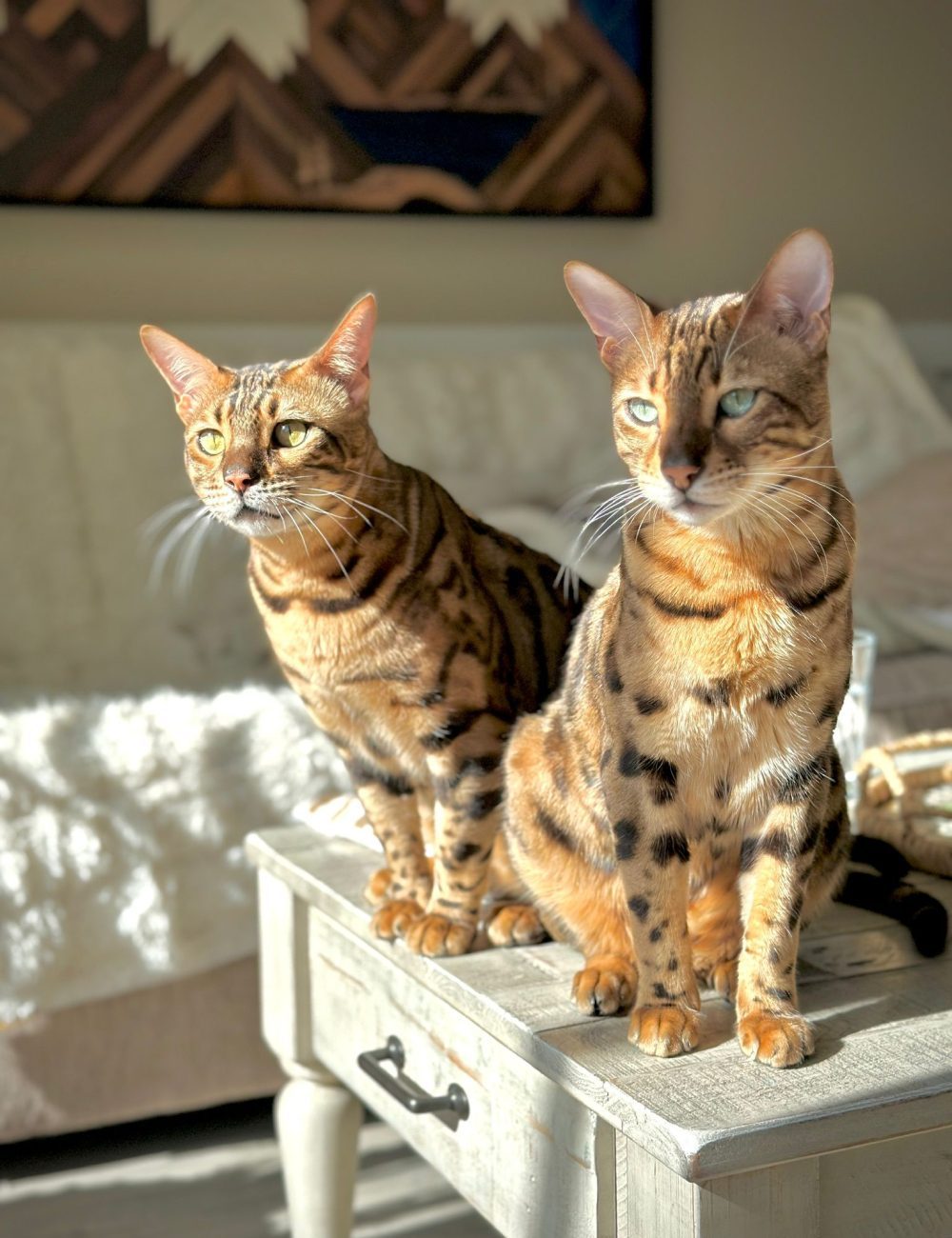 PHOTO-2026-04-26-22-58-42 (3) Two bengal cats in the sun